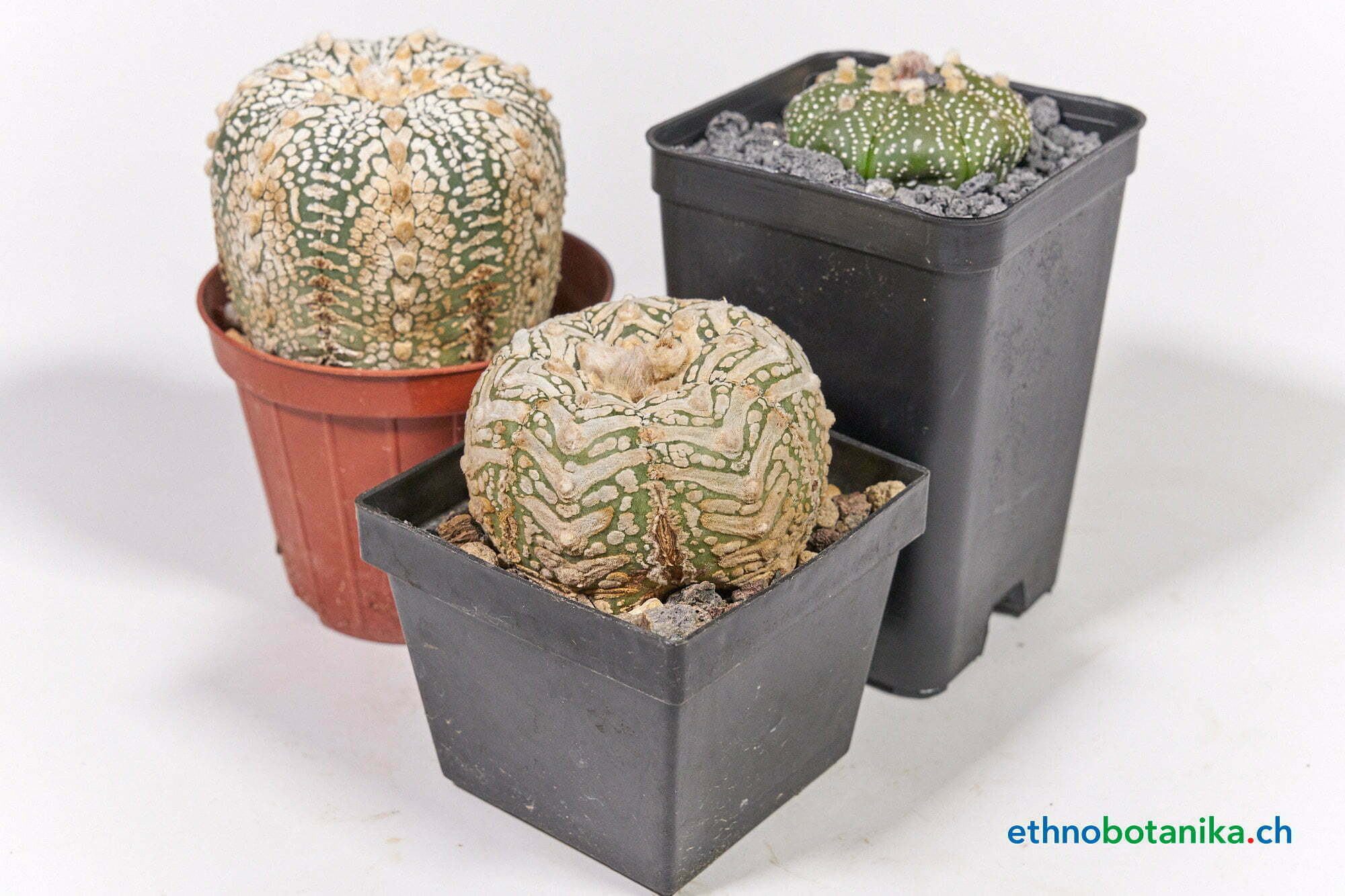 Astrophytum asterias - Kaktus 2 Astrophytum asterias - Kaktus – Bild 2