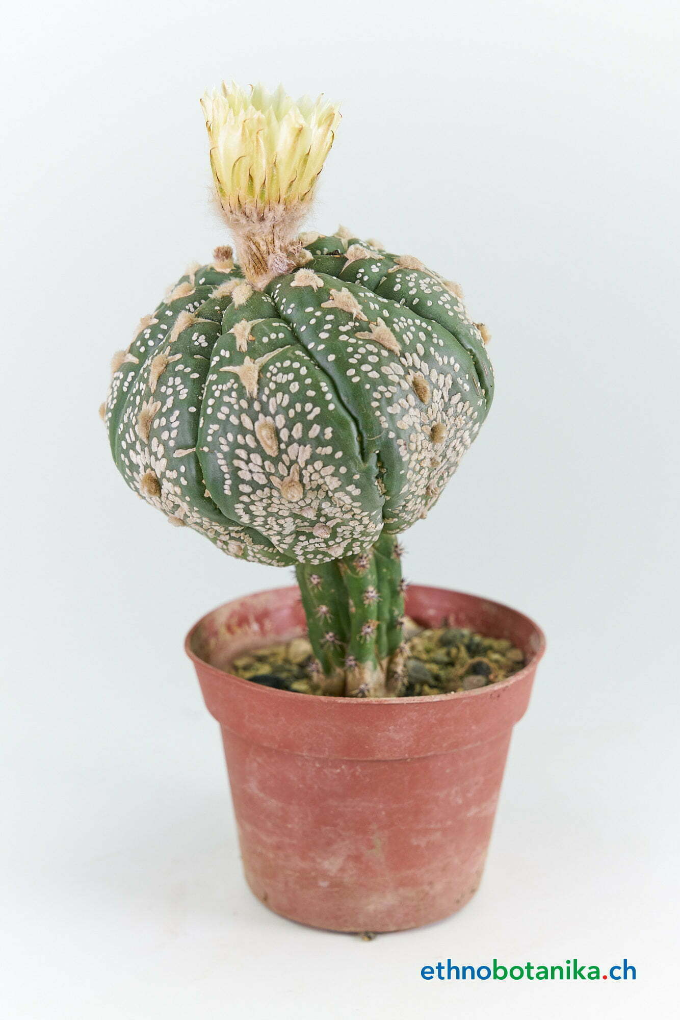 Astrophytum asterias - Kaktus 1 Astrophytum asterias - Kaktus