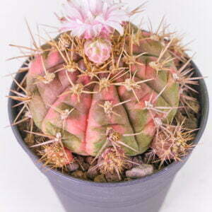 Gymnocalicium baldianus - Kaktus