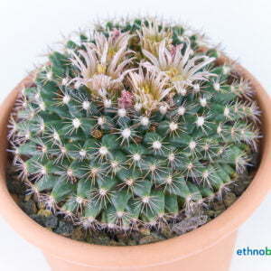 Mammilaria heyderii 02