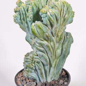 Mirtillocactus geometricus cv. stricta - Kaktus