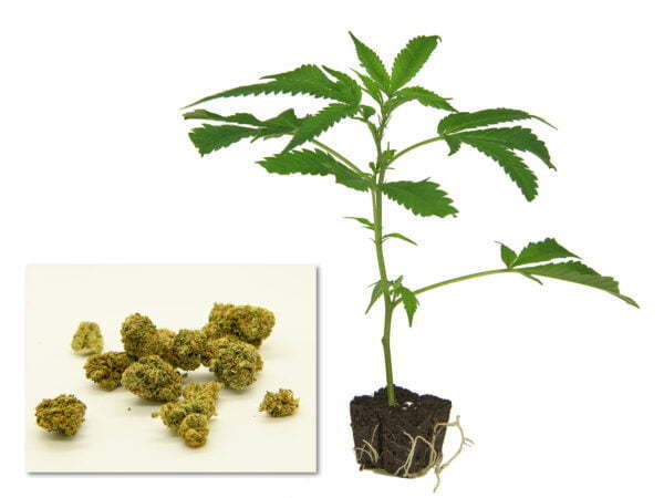 Harlequin - Cannabis Steckling