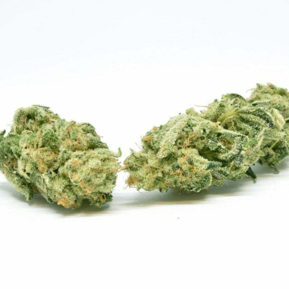 critical sensi star – nano nuggs – swiss botanic – hydrokultur – indoor hanfblüten 1 critical sensi star – nano nuggs – swiss botanic – hydrokultur – indoor hanfblüten