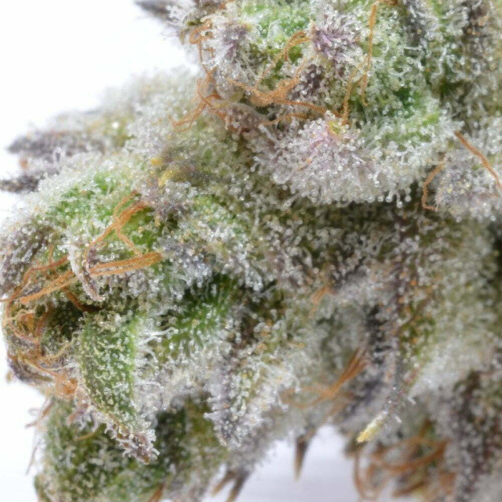 critical sensi star – nano nuggs – swiss botanic – hydrokultur – indoor hanfblüten 2 critical sensi star – nano nuggs – swiss botanic – hydrokultur – indoor hanfblüten – Bild 2