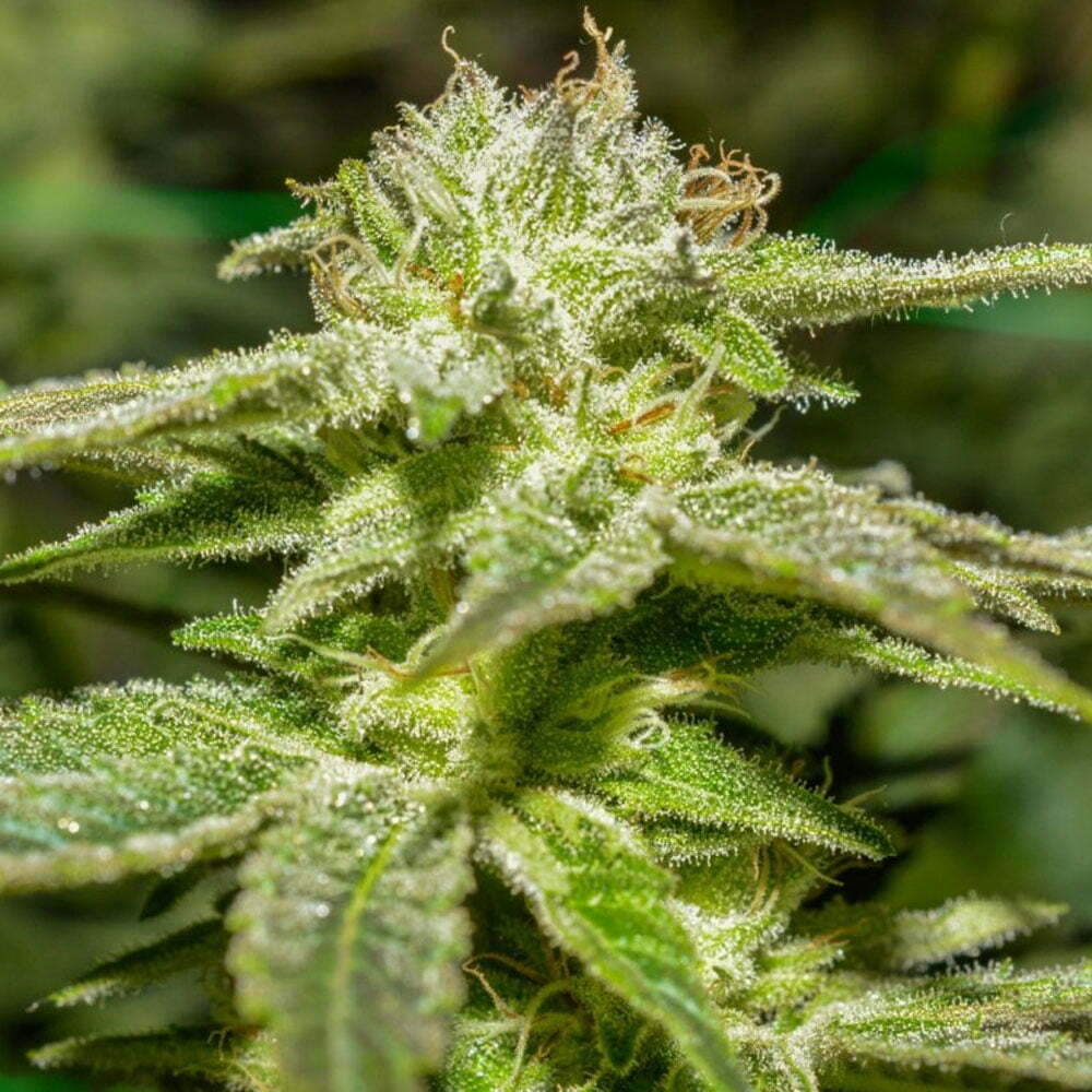 critical sensi star – nano nuggs – swiss botanic – hydrokultur – indoor hanfblüten 3 critical sensi star – nano nuggs – swiss botanic – hydrokultur – indoor hanfblüten – Bild 3