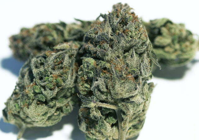 Silver Cream - Holy-Shit - Biologisch - Indoor Hanfblüten 1 Silver Cream - Holy-Shit - Biologisch - Indoor Hanfblüten