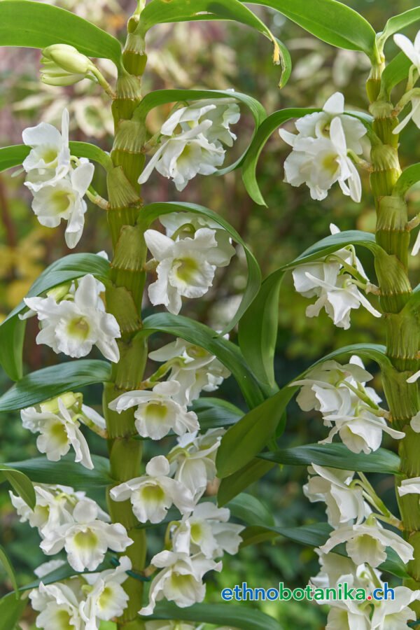 Traubenorchidee - Dendrobium Nobile Orchidaceae - Pflanze – Bild 2