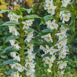 Traubenorchidee - Dendrobium Nobile Orchidaceae - Pflanze 6 dendrobium nobile orchidaceae ethnobotanika 2