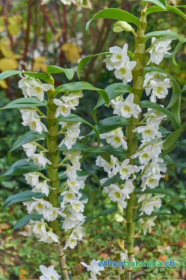 Traubenorchidee - Dendrobium Nobile Orchidaceae - Pflanze – Bild 3