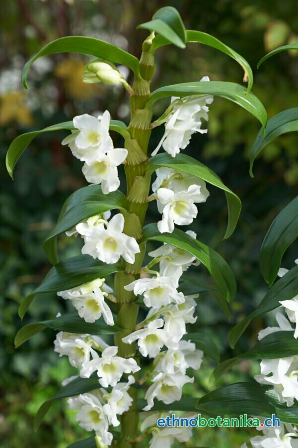 Traubenorchidee - Dendrobium Nobile Orchidaceae - Pflanze