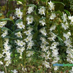 Traubenorchidee - Dendrobium Nobile Orchidaceae - Pflanze 7 dendrobium nobile orchidaceae ethnobotanika 4