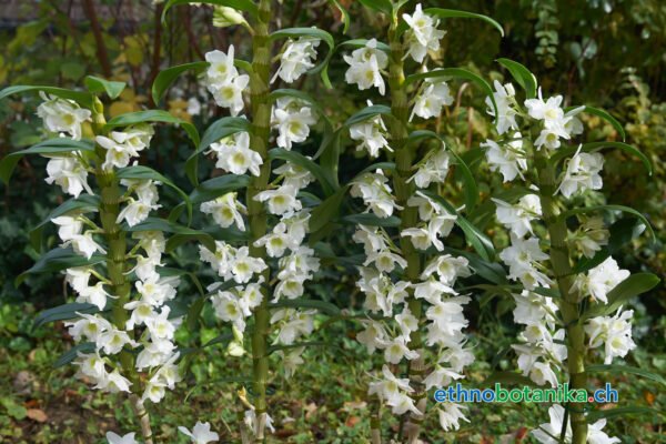 Traubenorchidee - Dendrobium Nobile Orchidaceae - Pflanze – Bild 4